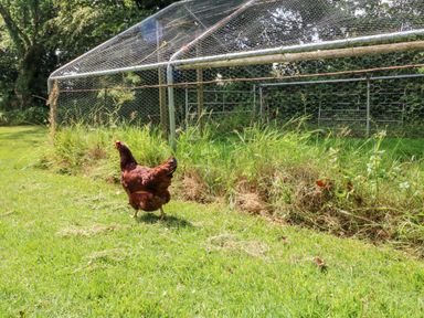 A brown chicken walking on grass near a metal wire enclosure in a garden at The Old Forge Cottage in Kilkhampton