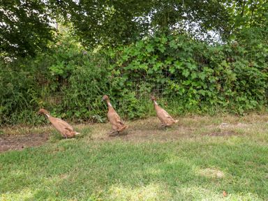 Three ducks walking on grass near a wire fence covered with green foliage at The Old Forge Cottage in Kilkhampton