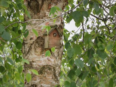 A wooden birdhouse attached to a tree with a bird peeking out from the entrance surrounded by green leaves at Pigsfoot Lodge in Ash Thomas near Halberton Devon