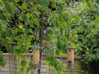A garden with bird feeders and a bird perched on one feeder at Pigsfoot Lodge in Ash Thomas near Halberton Devon
