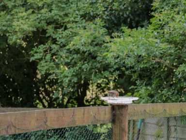 A bird eating from a white feeder on a wooden fence with green trees in the background at Pigsfoot Lodge in Ash Thomas near Halberton Devon