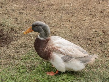 A duck standing on a patch of grass and dry ground at Pigsfoot Lodge in Ash Thomas near Halberton Devon