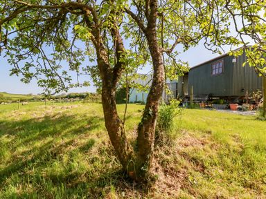 A tree in a grassy field with sheep and a dark green shepherd hut in the background at Puddle Duck Shepherds Hut in Crackington Haven