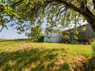 A grassy outdoor area with trees sheep and farm buildings at Puddle Duck Shepherds Hut in Crackington Haven