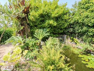 A garden area with various green plants and a small pond with lily pads at Pentira in Kuggar