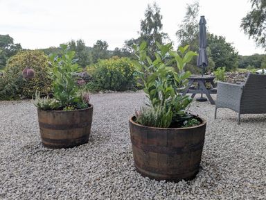Two wooden barrel planters with green plants on a gravel patio with garden furniture and greenery in the background at The Dairy at Brackenthwaite Farm in Arnside