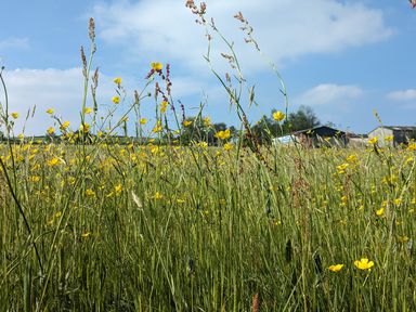 A field of tall grass and yellow wildflowers with farm buildings in the background at The Dairy at Brackenthwaite Farm in Arnside