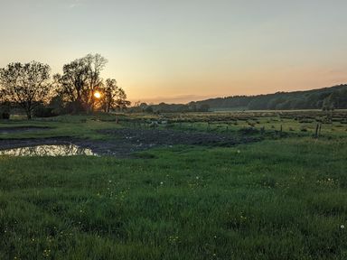 A grassy field with wildflowers and a pond at sunset with trees and hills in the background at The Dairy at Brackenthwaite Farm in Arnside