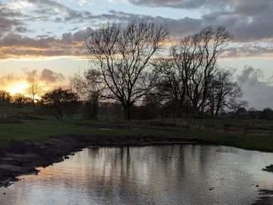 A pond with leafless trees and a cloudy sky during sunset in a rural area at The Dairy at Brackenthwaite Farm in Arnside