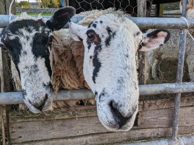 Two sheep with black and white faces behind a metal fence at The Dairy at Brackenthwaite Farm in Arnside