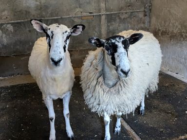 Two sheep with black and white faces standing on a black floor inside a concrete pen at The Dairy at Brackenthwaite Farm in Arnside