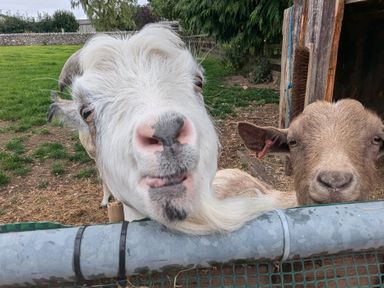 Two goats standing behind a metal gate with a wooden shed and green field in the background at The Dairy at Brackenthwaite Farm in Arnside