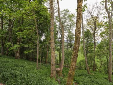 A wooded area with trees and green grass in a natural setting at Yew Tree Cabin in Ullswater