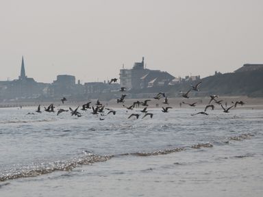 A flock of birds flying over the sea near a beach with buildings and a church spire in the background at Swiss Cottage in Wilsthorpe near Bridlington