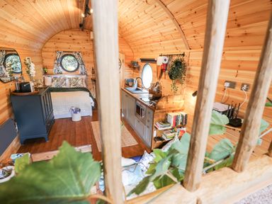 A wooden cabin interior with a bed kitchen area bookshelf and plants at The Kites Nest in Pont-rhyd-y-groes near Pontrhydfendigaid Snowdonia