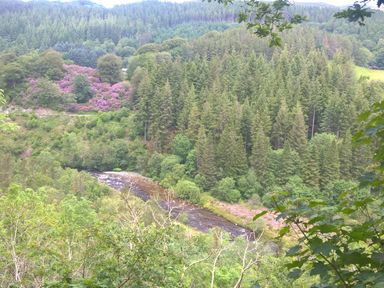 A view of a river surrounded by trees and flowers at The Kites Nest in Pont-rhyd-y-groes near Pontrhydfendigaid, Snowdonia