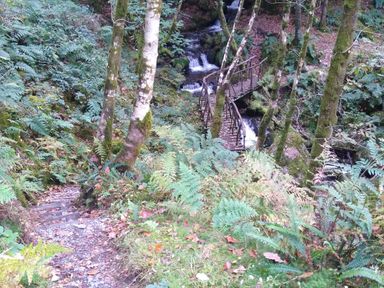 A forest with a stream and a wooden bridge at The Kites Nest in Pont-rhyd-y-groes near Pontrhydfendigaid, Snowdonia