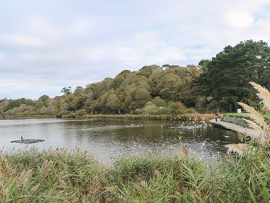 A lake surrounded by trees and reeds with birds flying and people standing on a walkway at Primrose Cottage Goldenbank near Falmouth