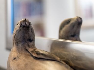 A close-up of a seal sculpture reflecting in a mirror at St Samson in Port Isaac