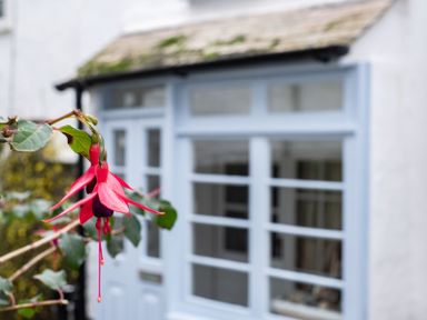 A red and purple flower in focus with a light blue door and window of a white house in the background at St Samson in Port Isaac