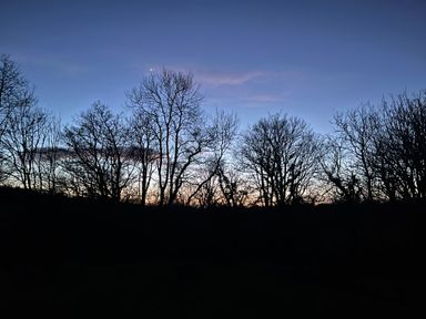 Bare trees silhouetted against a darkening sky at dusk near llandeilo