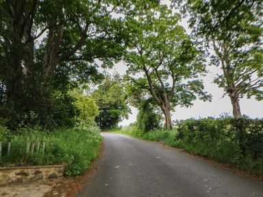 A country road lined with trees and green bushes at The Bothy Riding Hills in Riding Mill near Corbridge