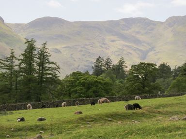 A green pasture with grazing sheep and a stone wall with trees and hills in the background at Betty's Loft in Hawkshead