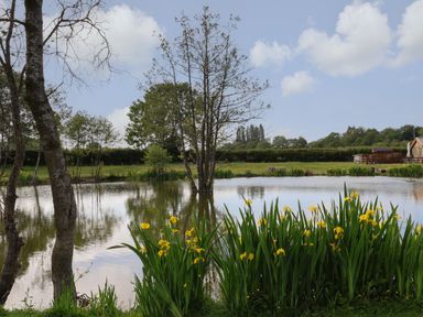 A pond with yellow flowers and trees with a house and grass in the background at The Oak Hut in Coton near Whitchurch