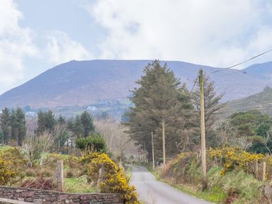 A narrow country road lined with trees and yellow flowering bushes with a mountain in the background at Gortnamona Coolnaharragill Lower near Glenbeigh County Kerry
