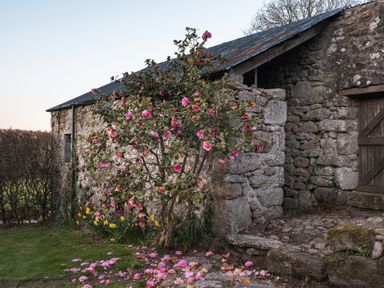 A stone building with a wooden door and a flowering tree with pink blooms and fallen petals at Butterwell Cottage at Collihole in Chagford