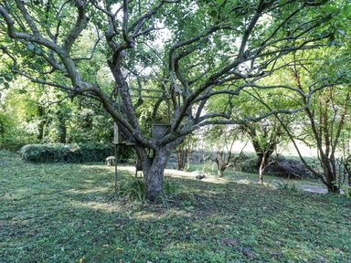 A garden area with a treehouse in a large tree surrounded by grass and other trees at Chalkpit Cottage in Blewbury