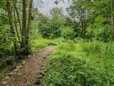 A pathway surrounded by trees and greenery at The Leveret in Eppleby