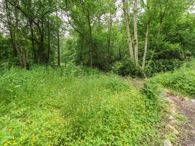 A woodland area with grass and flowers at The Leveret in Eppleby