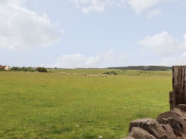 A green field with sheep grazing and a stone wall with wooden post at 1 Orchard Cottages Dunstan near Craster