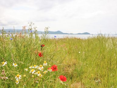 A field of wildflowers and tall grass with distant mountains and water at Meeligolleen in Coill Tra