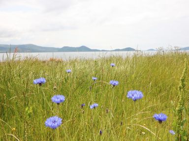 A field with blue flowers and grass near a body of water with hills in the background at Meeligolleen in Coill Tra
