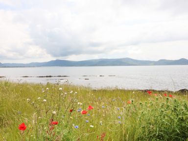 A grassy field with wildflowers by a body of water with hills in the background at Meeligolleen in Coill Tra