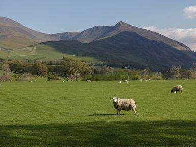 A green field with sheep and mountains in the background at The Paddock in Keswick