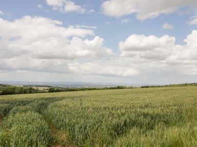 A field of green crops under a partly cloudy sky with trees at The Old Stables in Chipping Campden