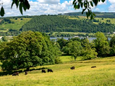 A green field with cows and trees overlooking a lake and hills at Fron Dderw in Bala
