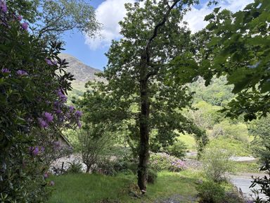 A view of a tree and flowering bushes with a mountain in the background at Glyn Awel Nant Gwynant near Beddgelert