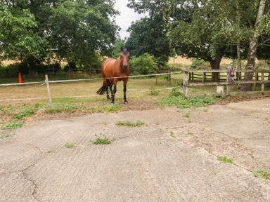 A horse standing near a fence at The Cow Shed in Chediston near Halesworth