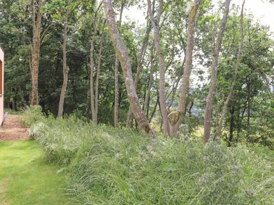 An outdoor area with grass, tall plants, and trees at Bluebell Cabin in Ullswater