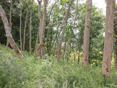 A forest area with trees and tall grass at Bluebell Cabin in Ullswater