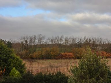 An open field with dry grass and various trees under a cloudy sky at The Dollhouse in Cayton Bay