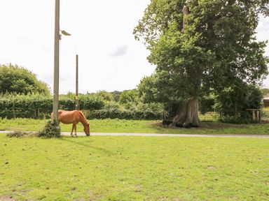 A field with a horse grazing beside a utility pole and trees with sheep resting under one at 7 Wild Haven in Landford