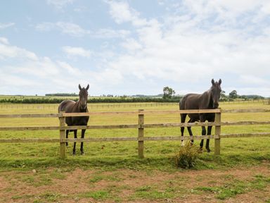 Two horses standing behind a wooden fence in a grassy field with trees and hills in the background at The Granary in Longwitton near Morpeth