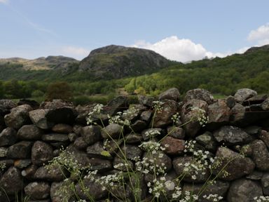 A stone wall with white flowers in front of hills and trees under a blue sky at The Lodge in Newby Bridge