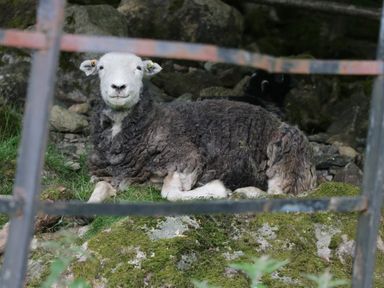 A sheep lying on grass and rocks behind a metal fence