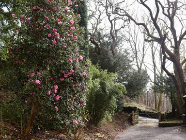 A gravel pathway with a metal gate and flowering bush and trees at The Lodge in Newby Bridge